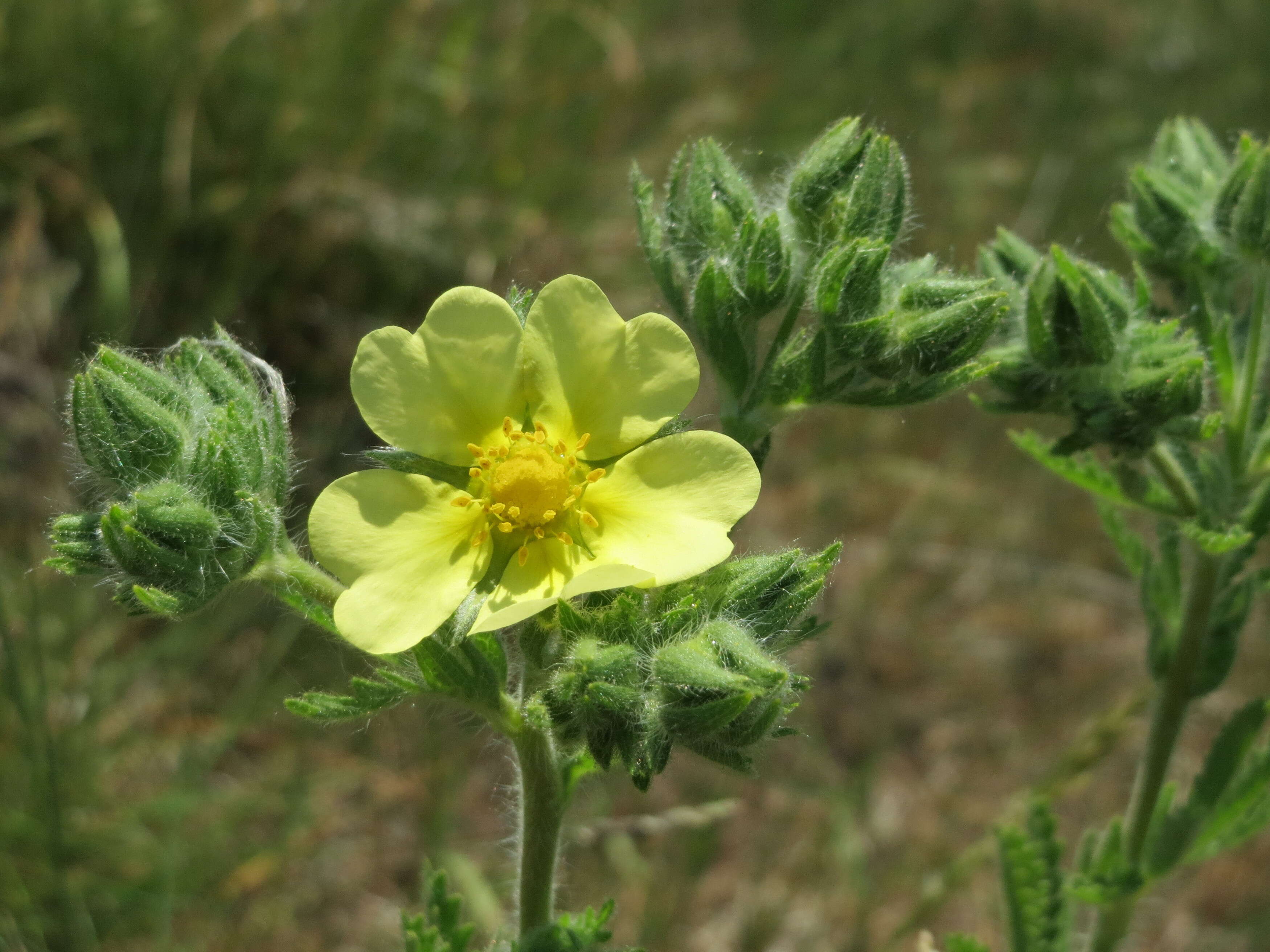 Image of sulphur cinquefoil