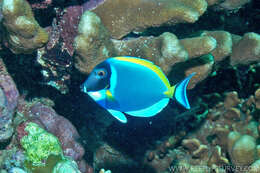 Image of Blue Surgeonfish