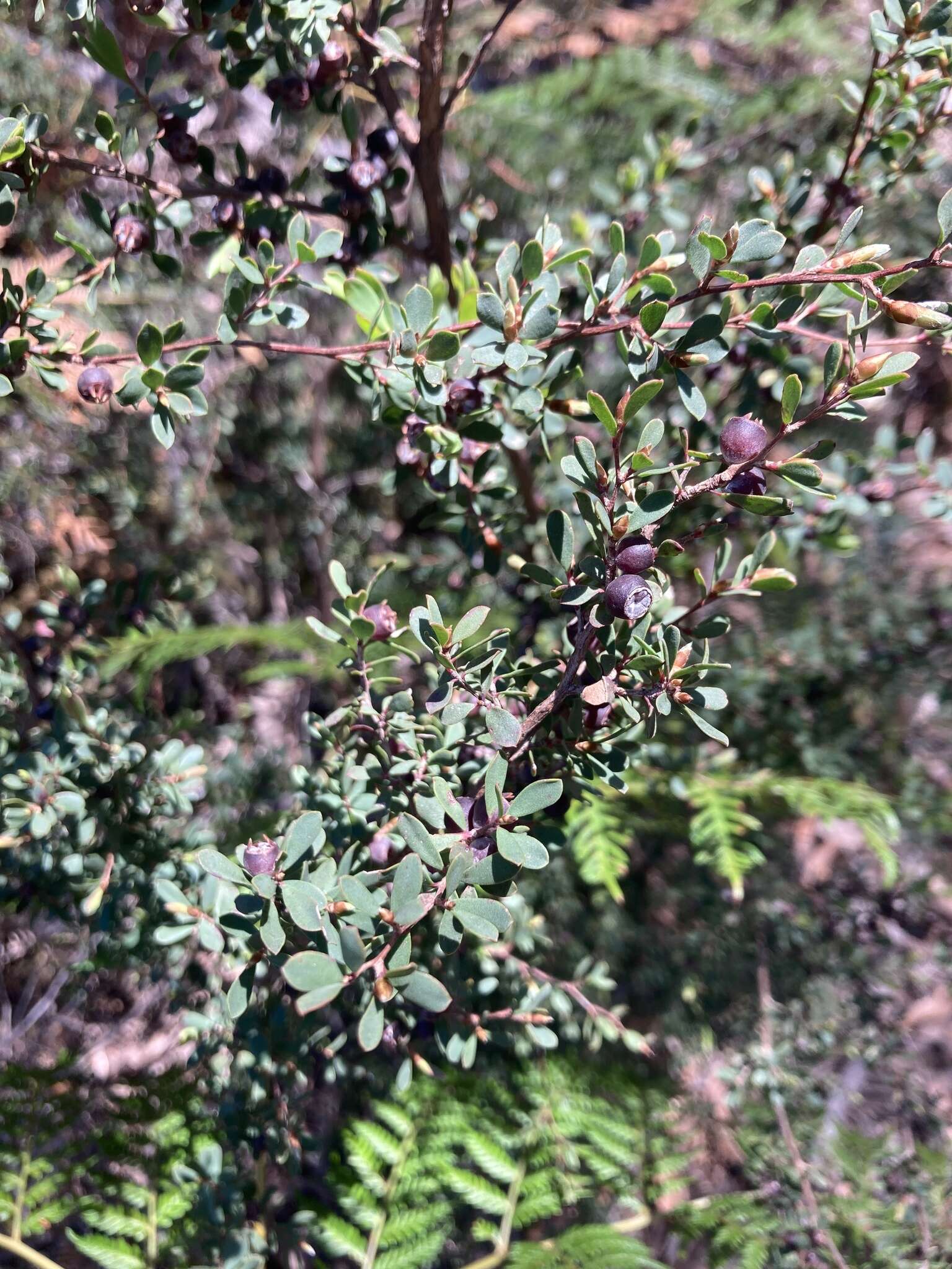 Sivun Leptospermum glaucescens S. Schauer kuva