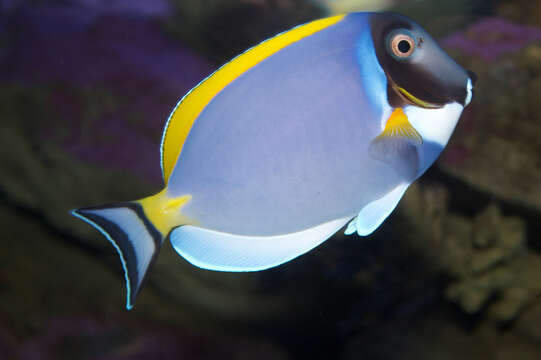 Image of Blue Surgeonfish