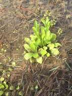 Image of seaside brookweed