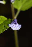 Image of Scutellaria pekinensis Maxim.