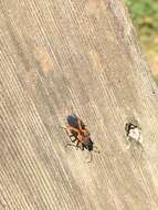 Image of False Milkweed Bug