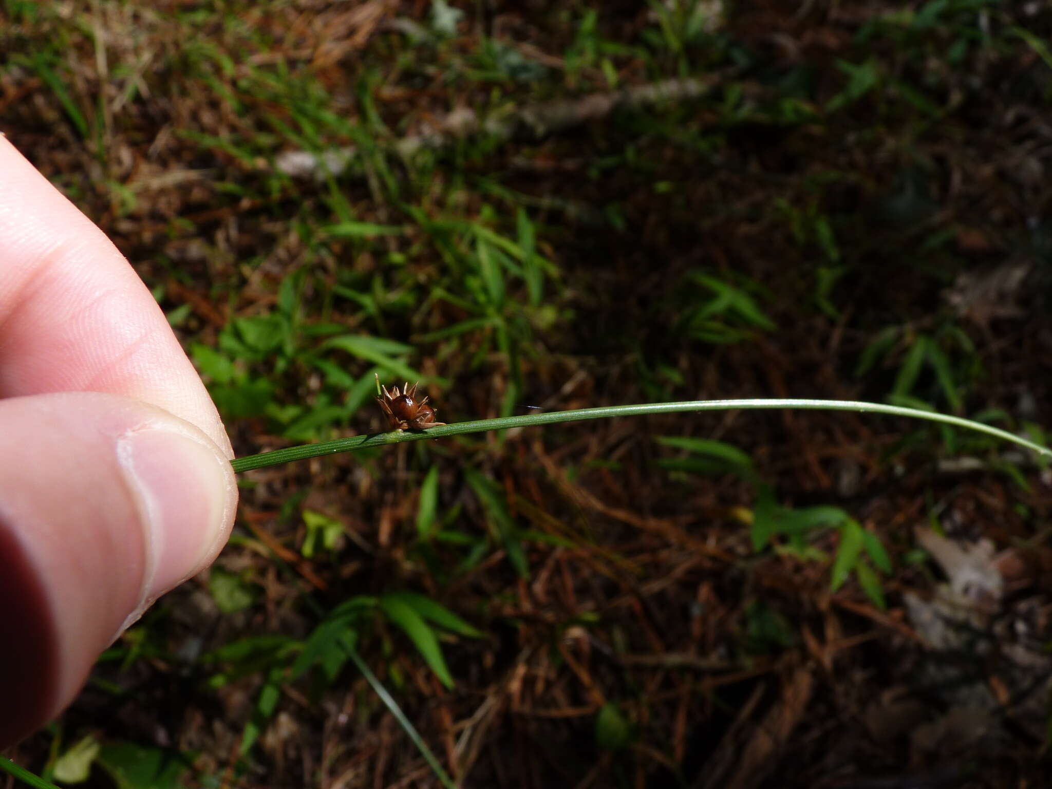 Imagem de Juncus coriaceus Mackenzie