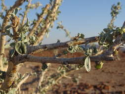 Image of Sesamothamnus guerichii (Engl.) E. A. Bruce