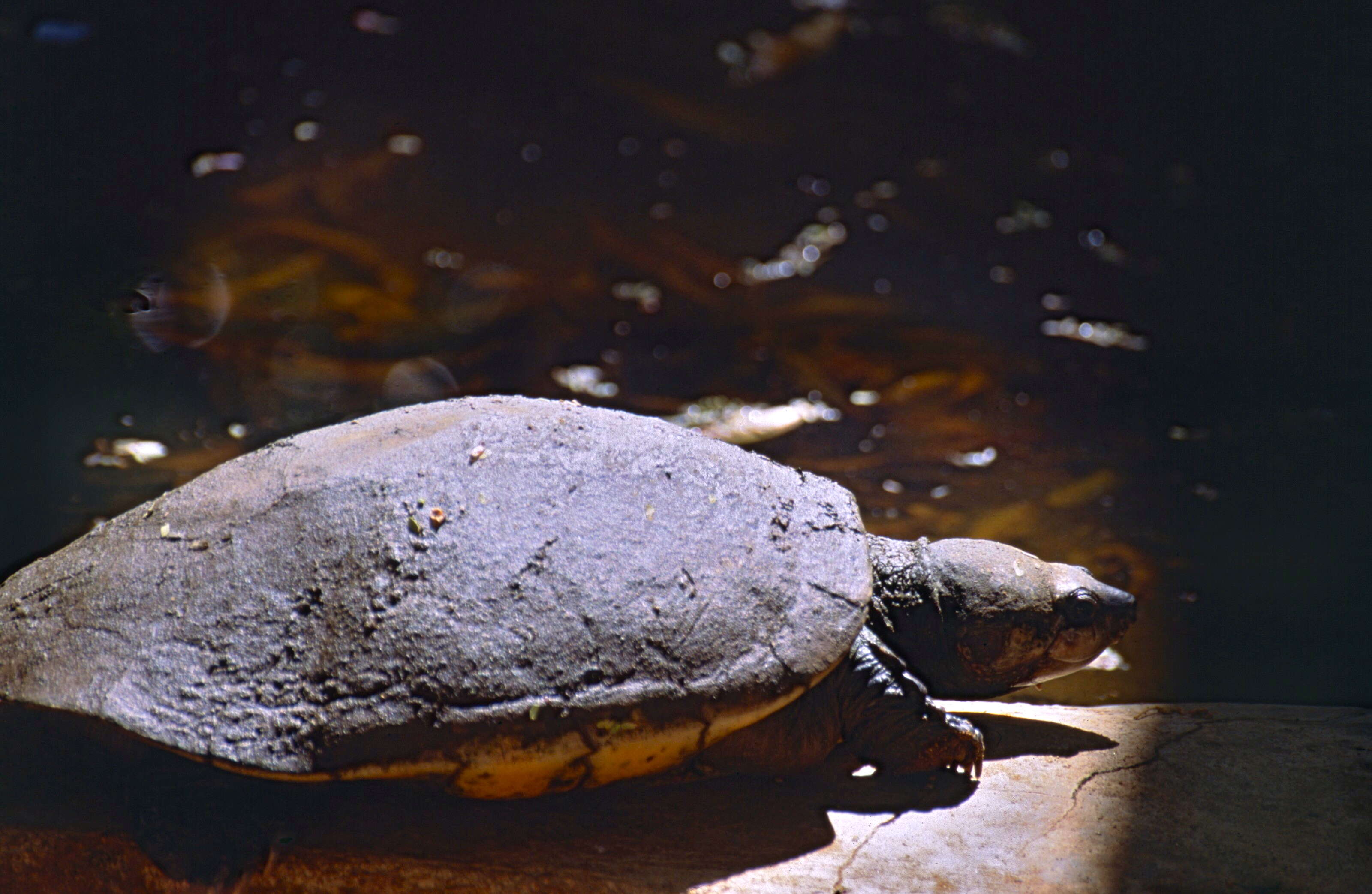 Image of Erymnochelys