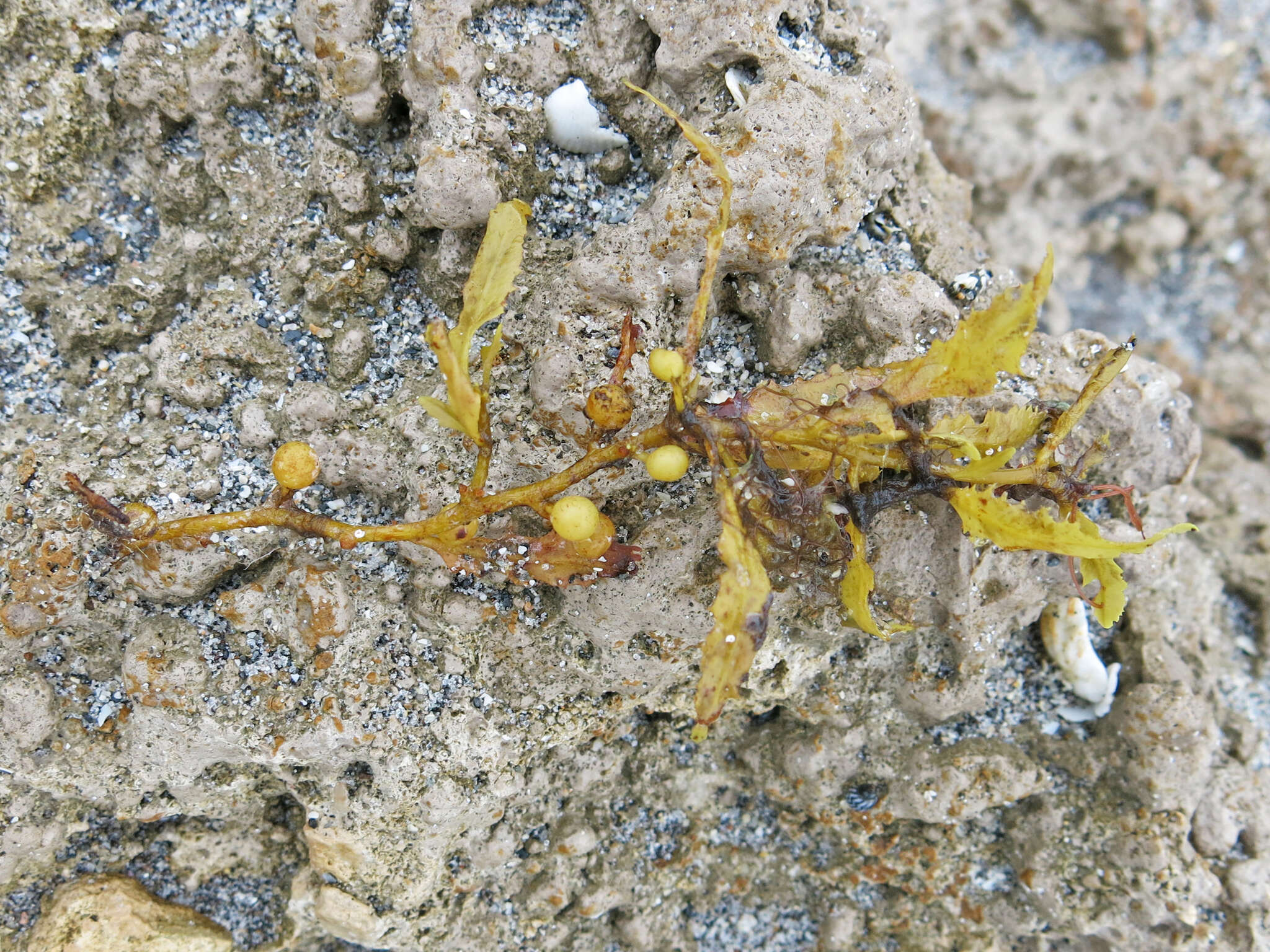 Слика од Sargassum fluitans