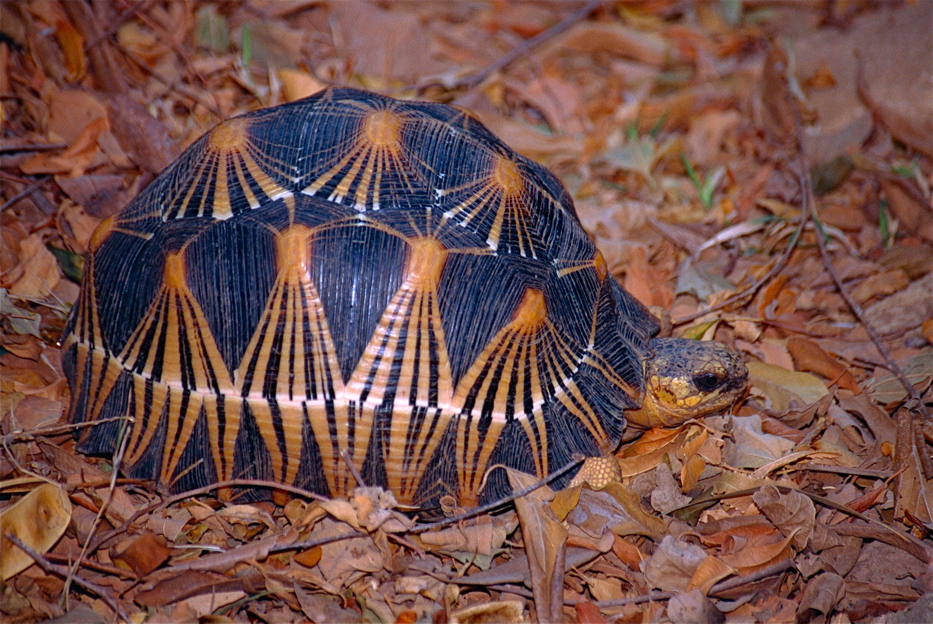 Image of Radiated Tortoise