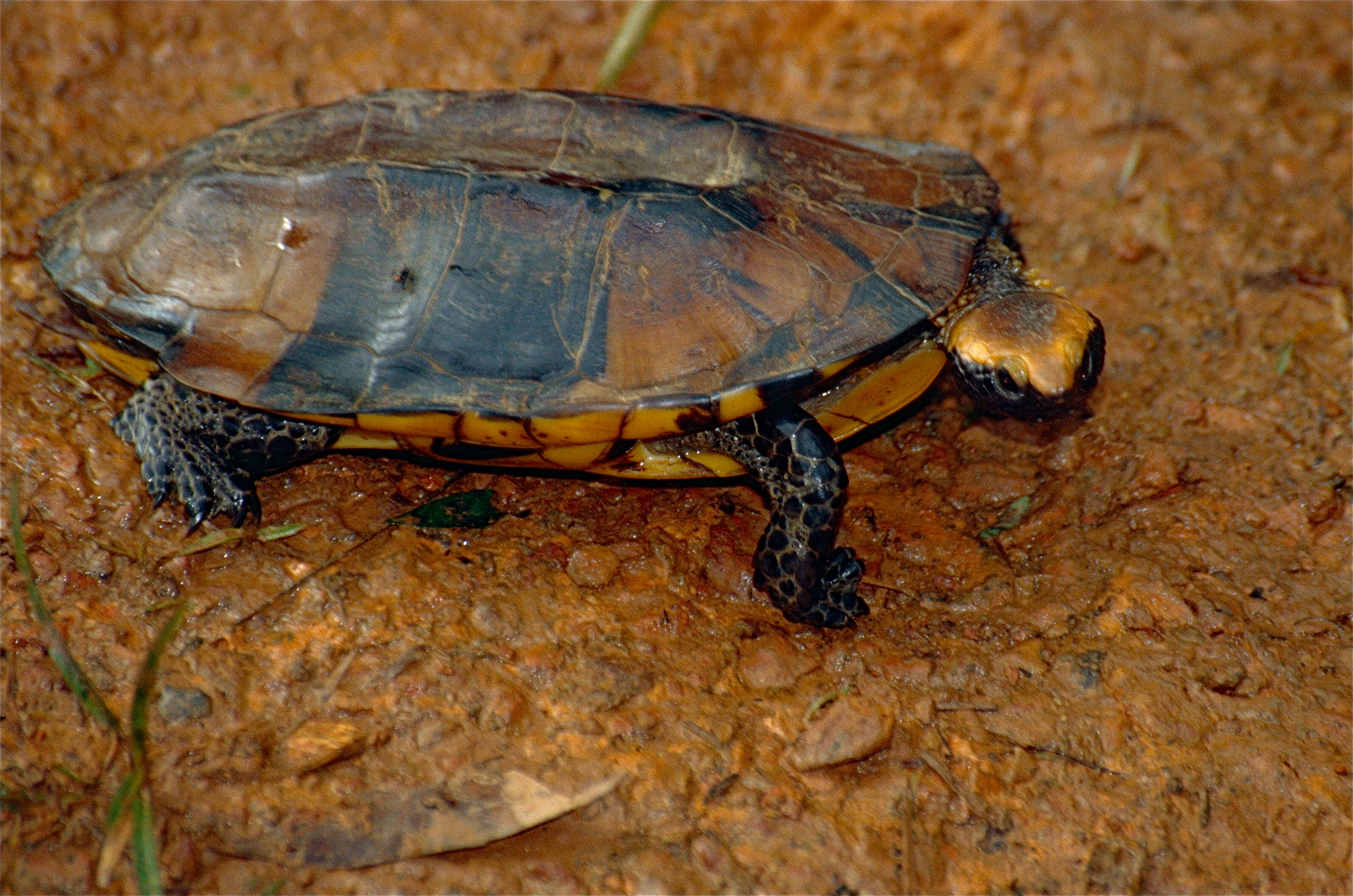 Image of Platemys