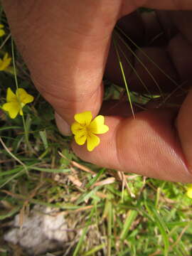 Mecardonia procumbens var. tenella (Cham. & Schltdl.) V. C. Souza resmi