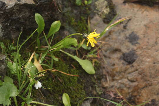 Image of Taraxacum glabrum DC.