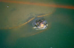 Image of Murray River Turtle