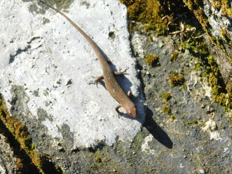 Image of Nicobar Island Skink