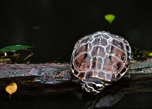 Image of Malayan snail-eating turtle