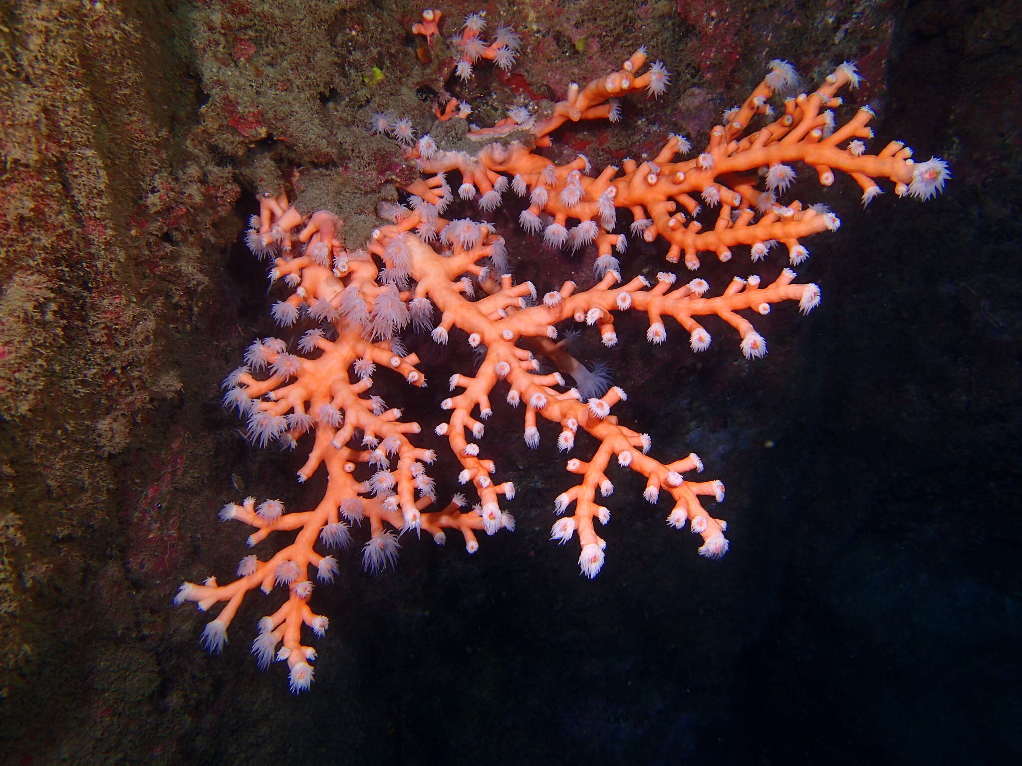Image of orange tree coral