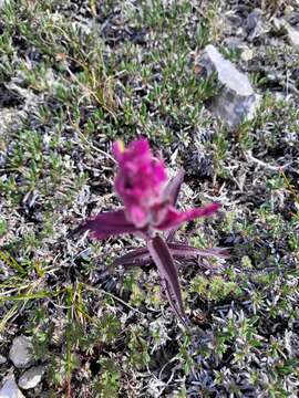 Image of elegant Indian paintbrush