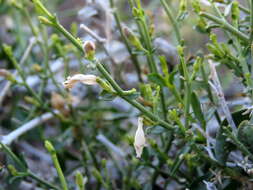 Image of Justicia spartioides T. Anders.