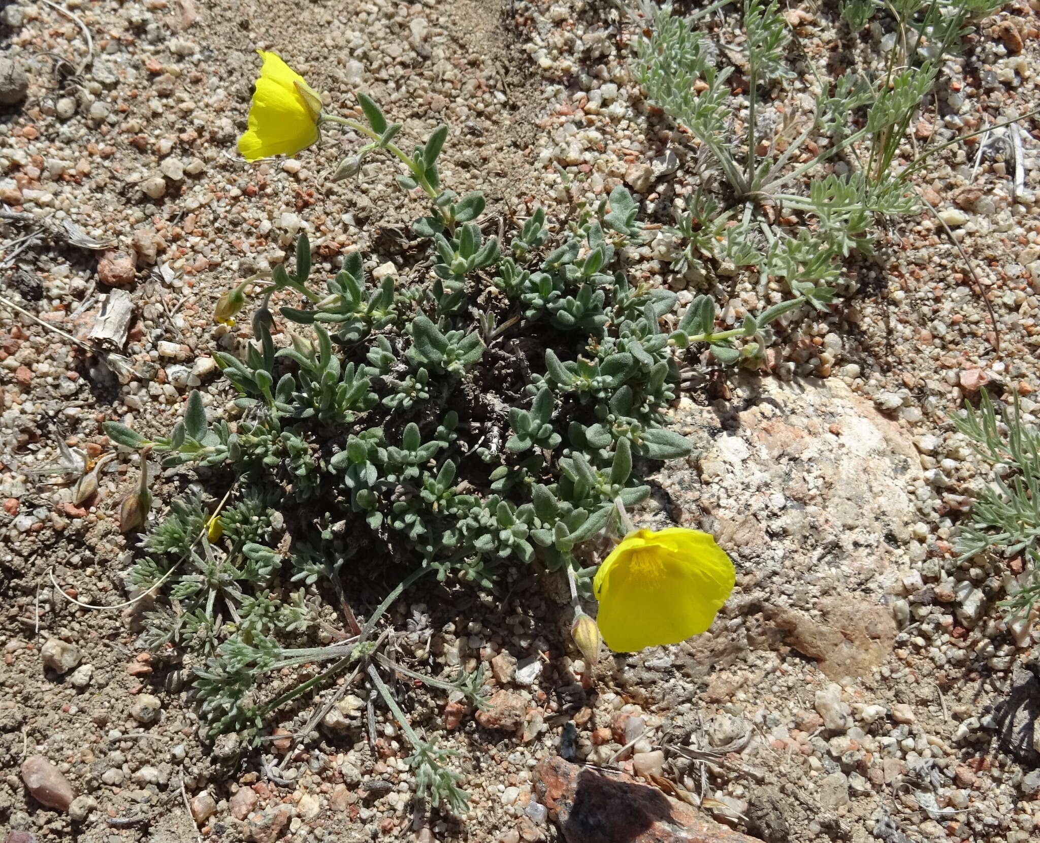 Image of Helianthemum songaricum Schrenk