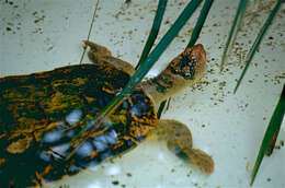 Image of Fitzroy Turtle