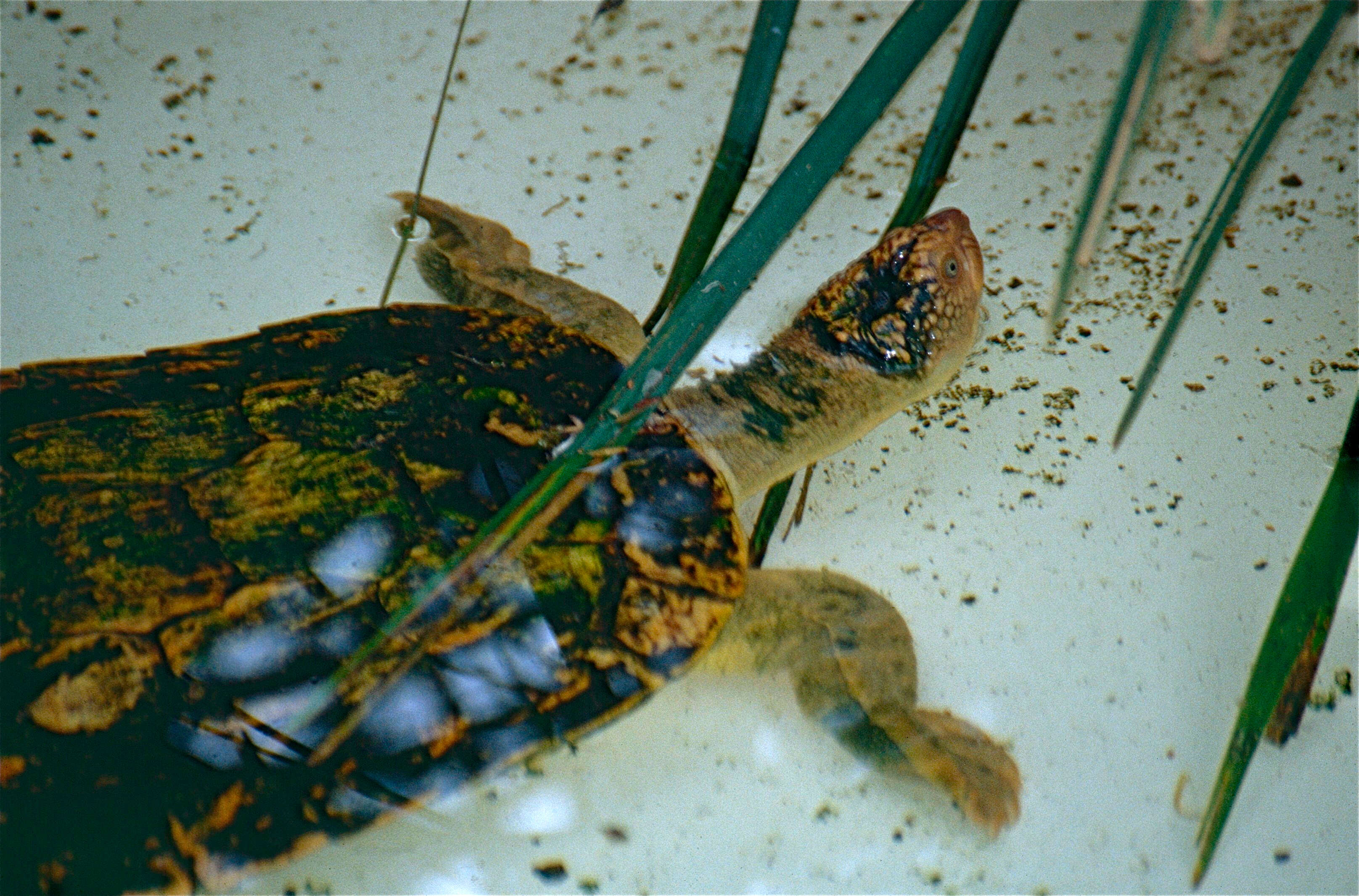 Image of Fitzroy Turtle