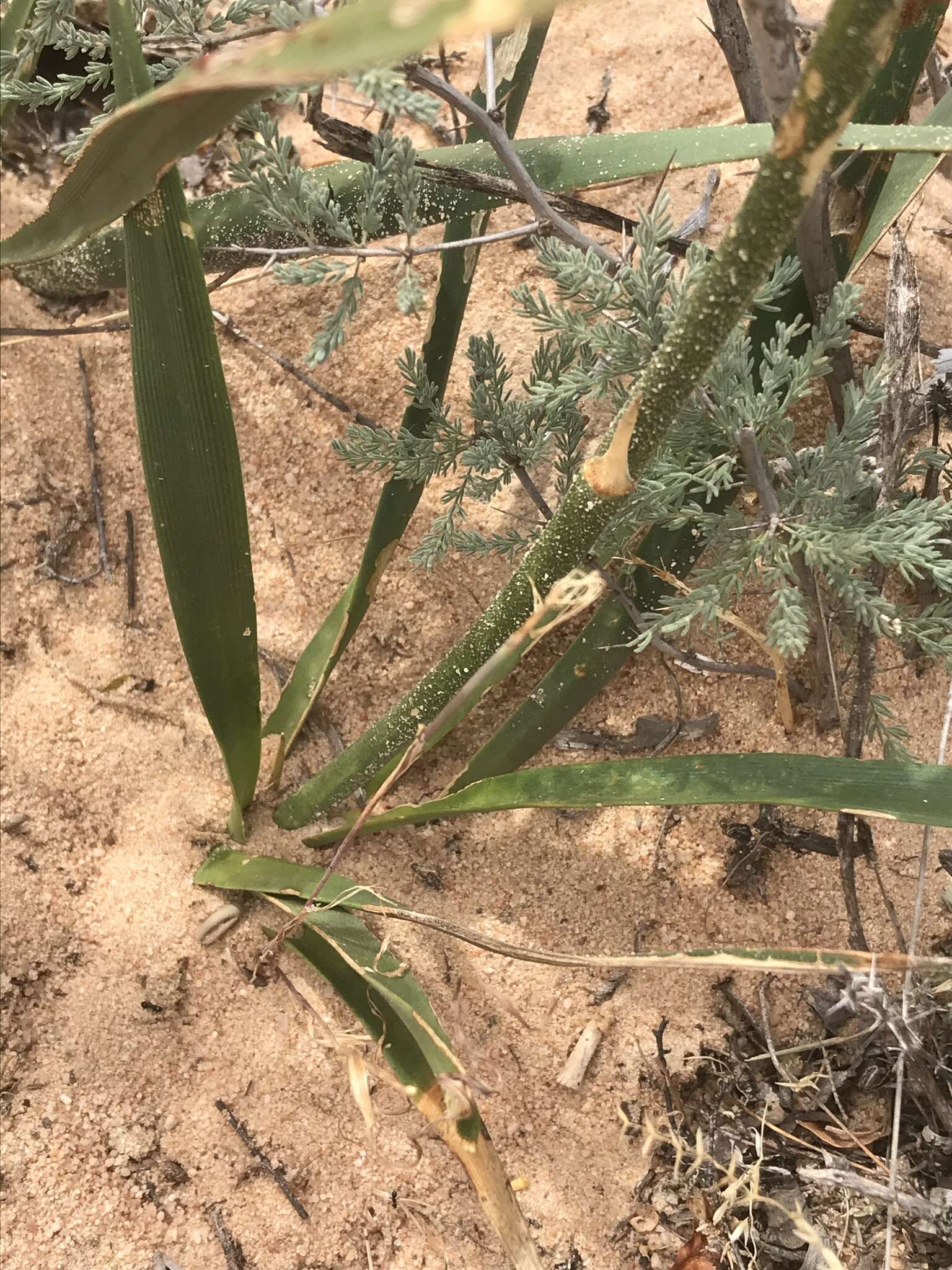 Image of Chlorophytum viscosum Kunth