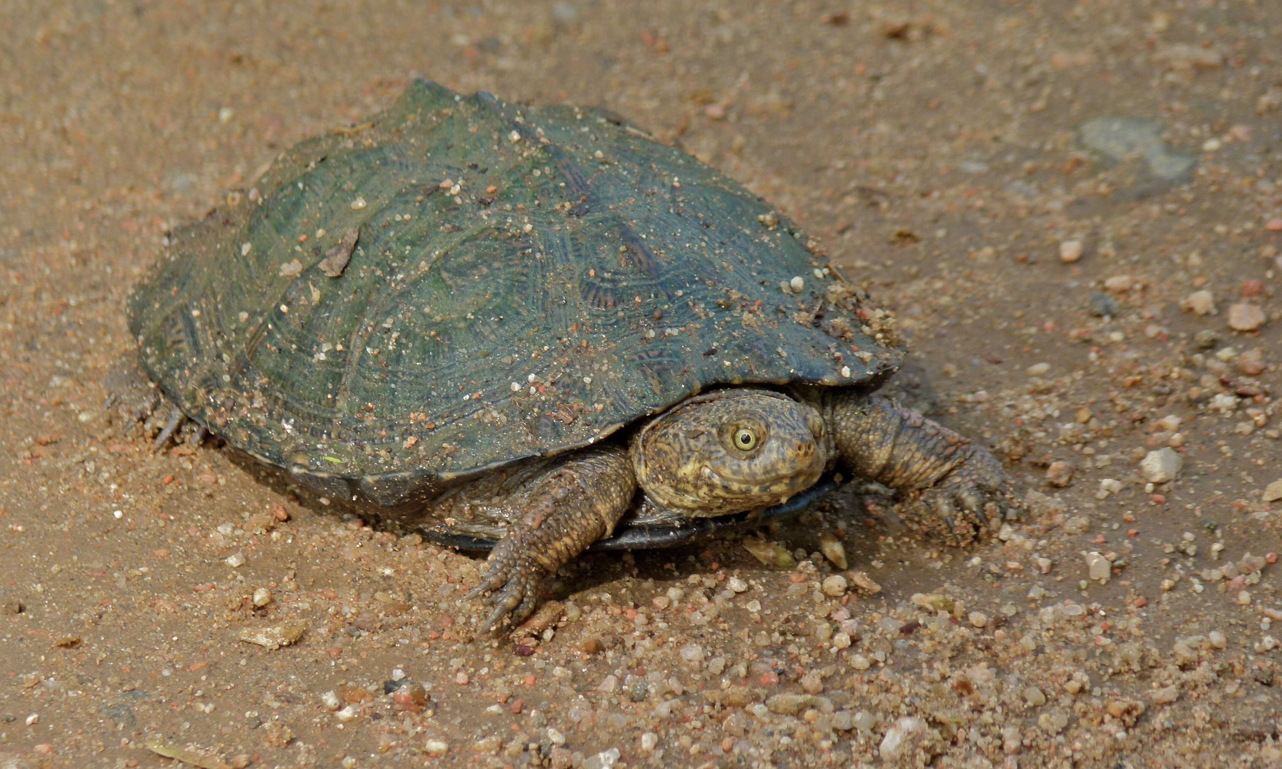 Image of Serrated hinged terrapin