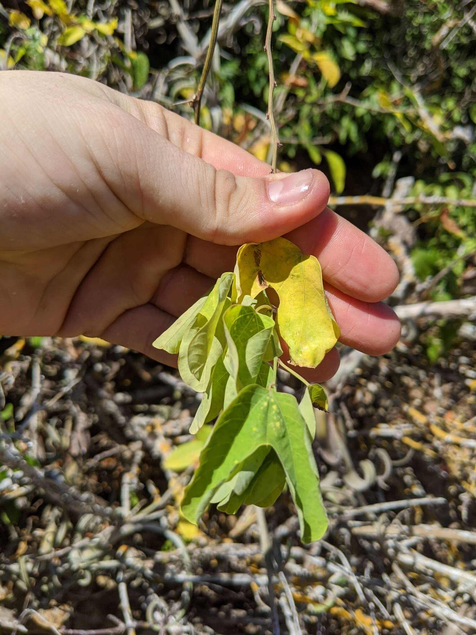 Passiflora mexicana A. Juss. resmi