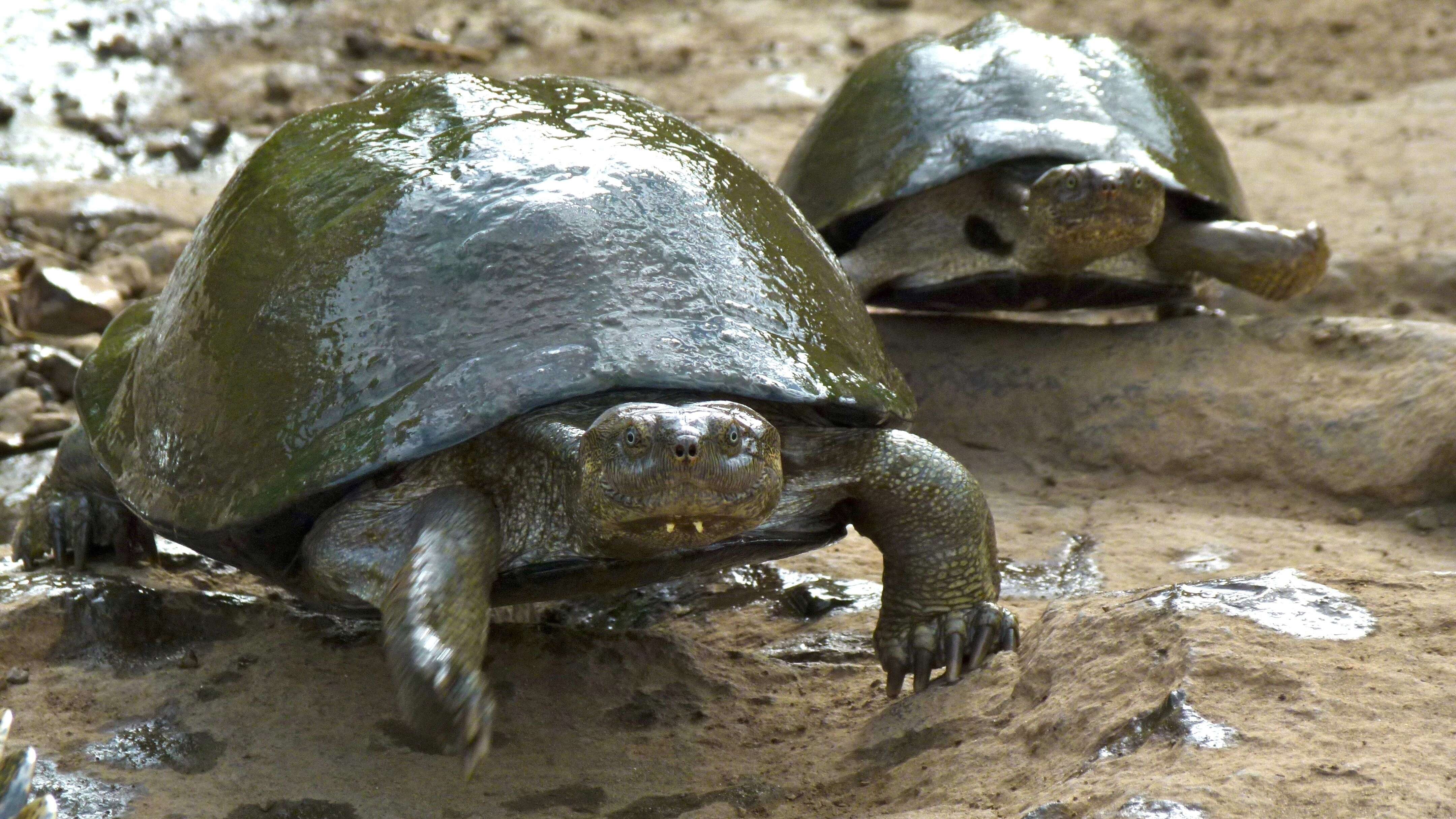 Image of Serrated hinged terrapin