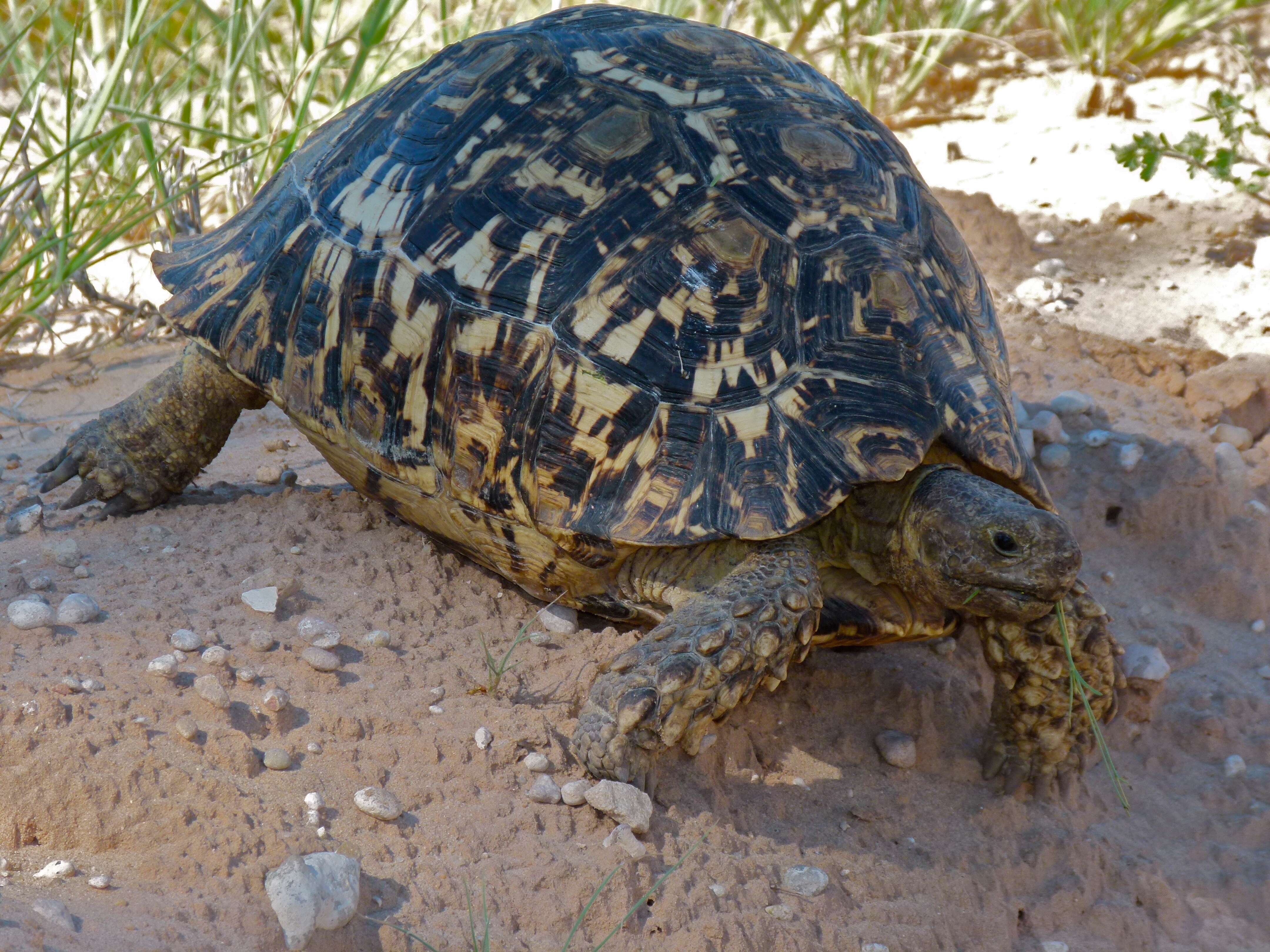 Image of Stigmochelys