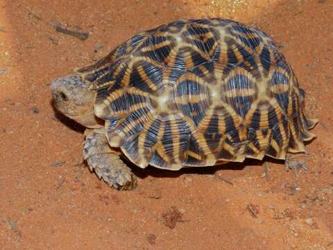 Image of Serrated Tortoise