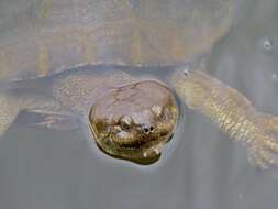 Image of Serrated hinged terrapin