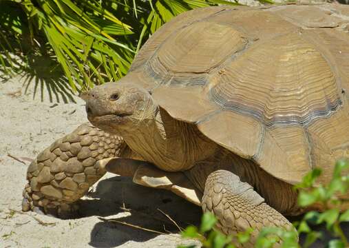 Image of spurred tortoise