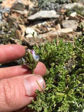 Image of viscid locoweed