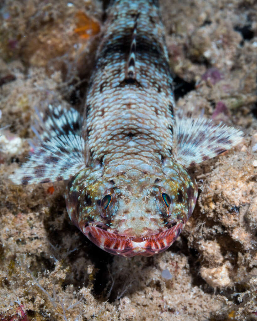 Image of Orangemouth lizardfish