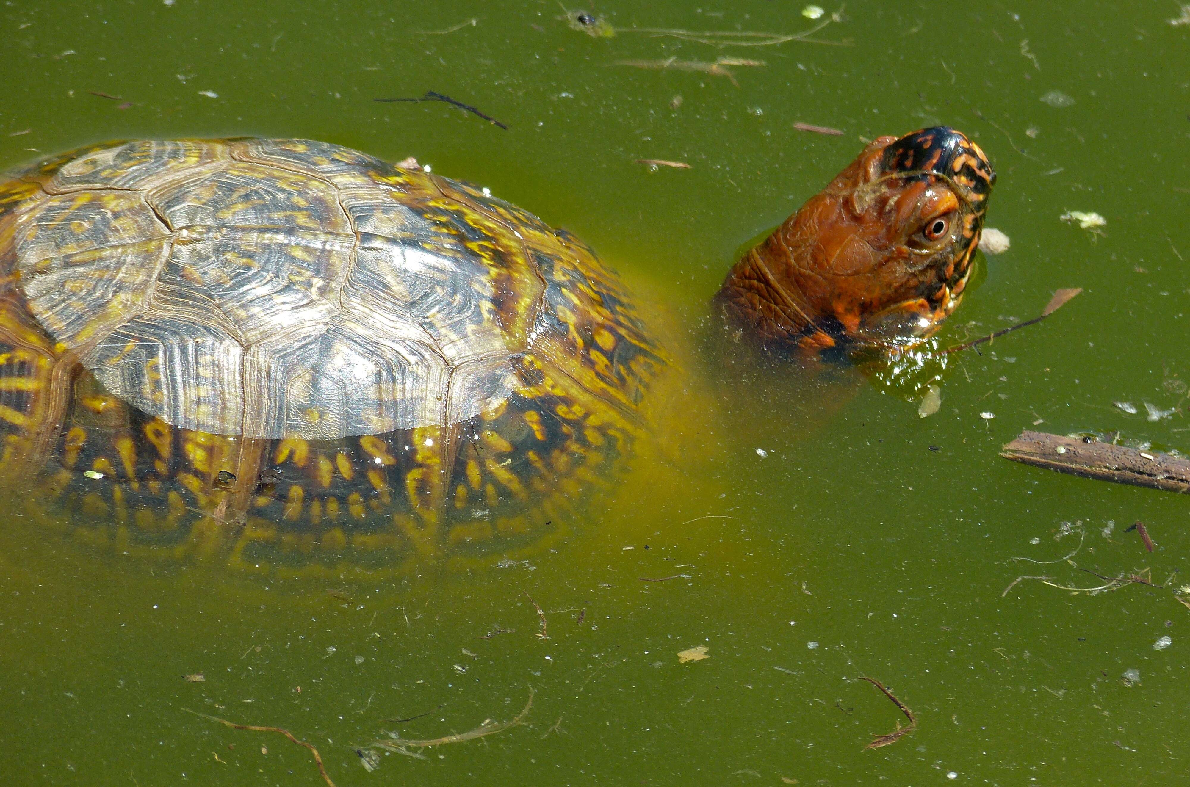 Image of Eastern box turtle