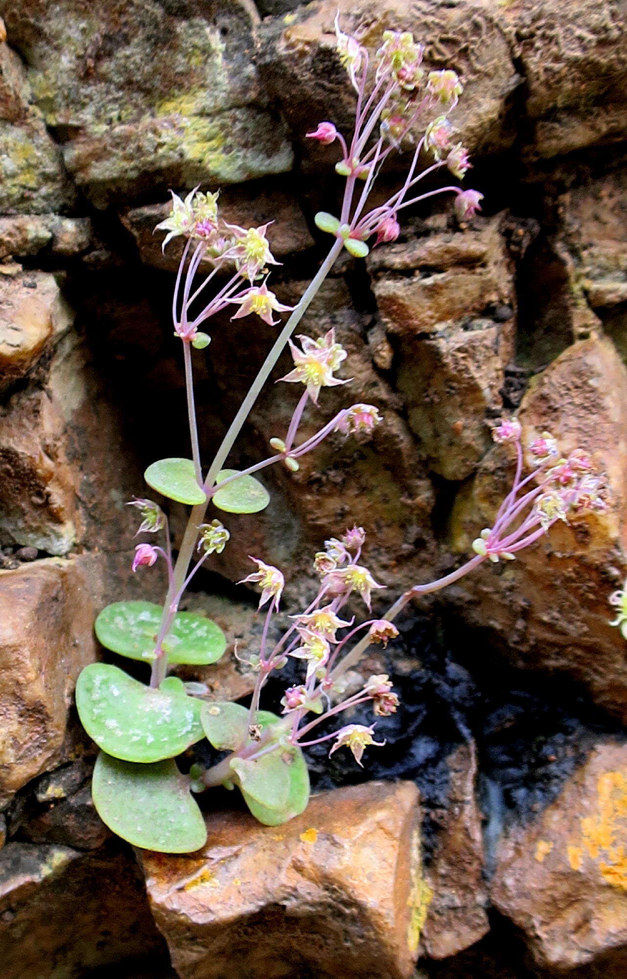 Image of Crassula nemorosa (Eckl. & Zeyh.) Endl. ex Walp.