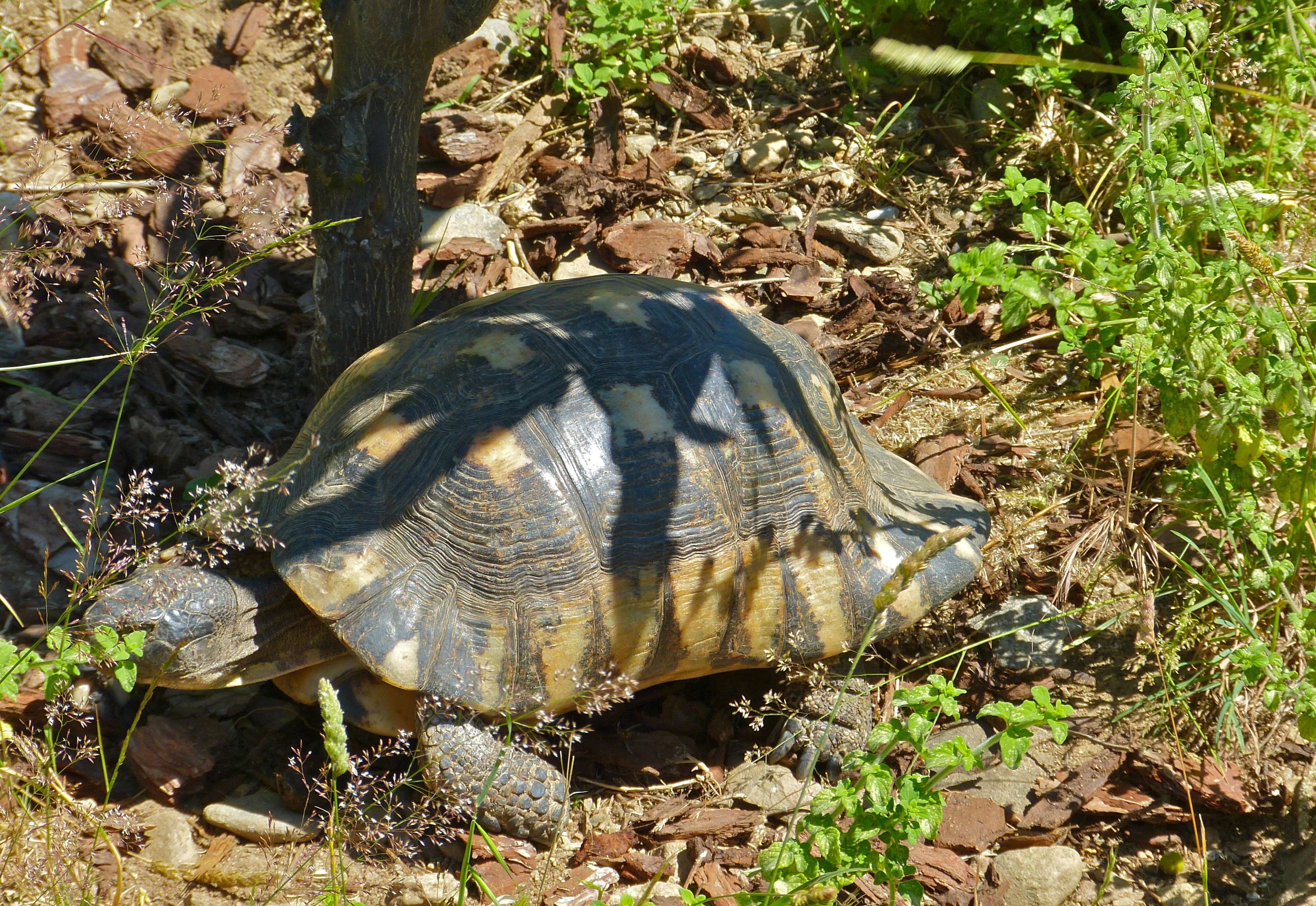 Image of Marginated Tortoise