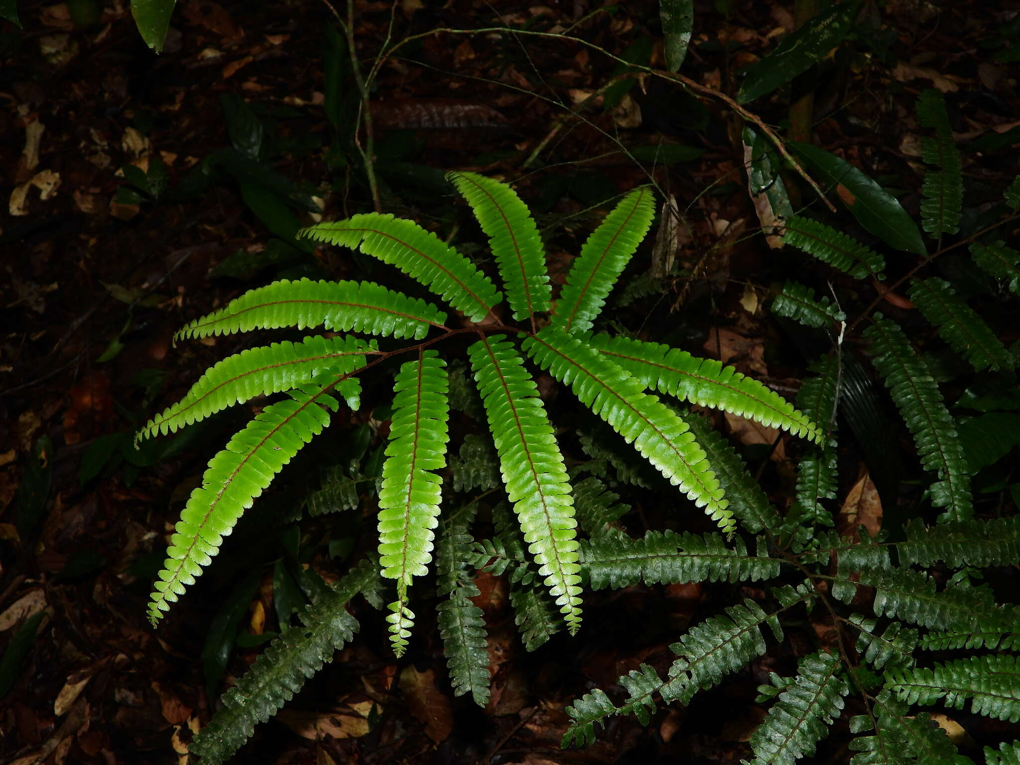 Adiantum cajennense Willd.的圖片