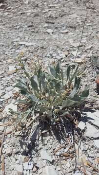 Image of Dudley Bluffs twinpod