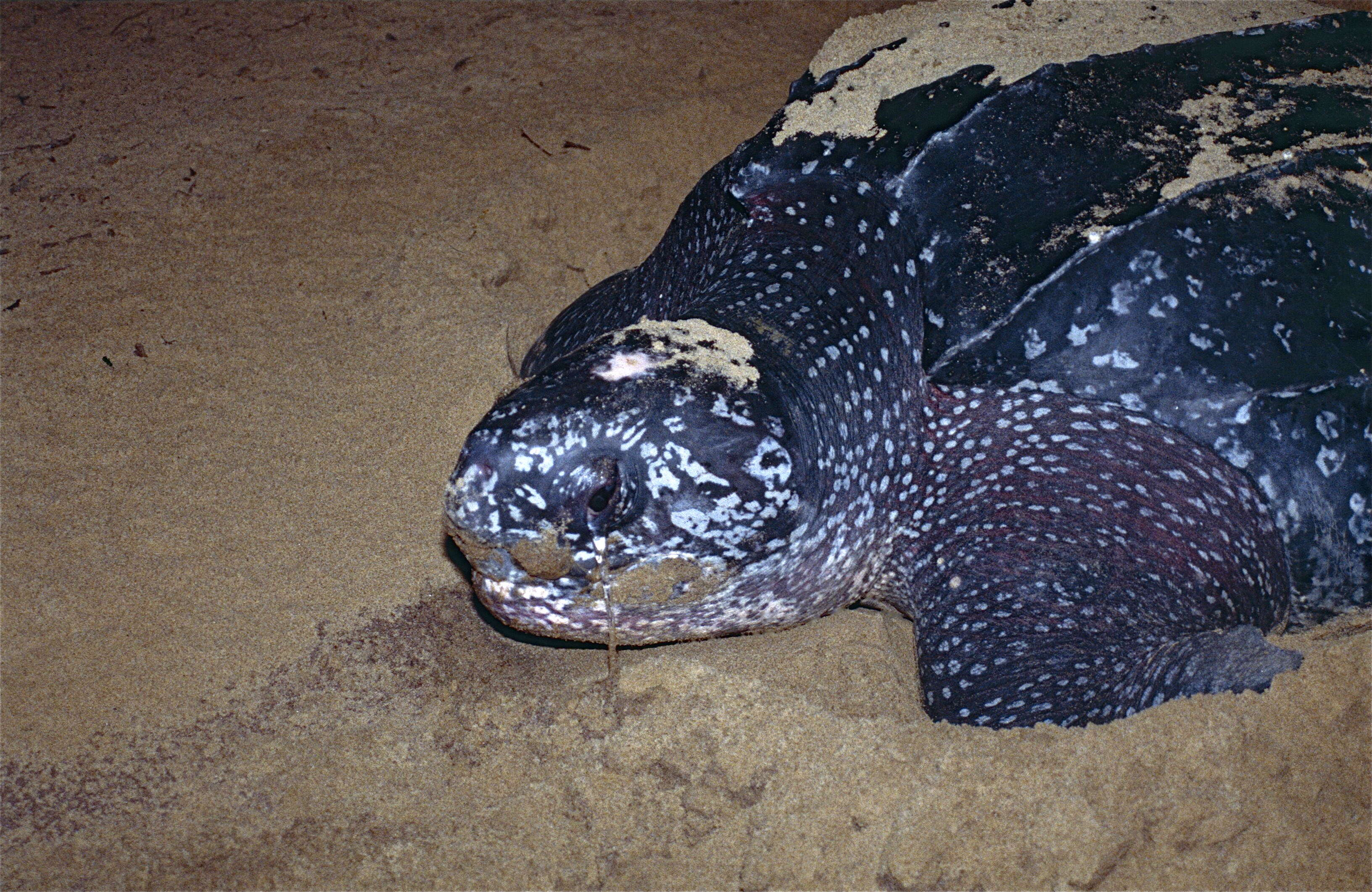 Image of Leatherback sea turtle