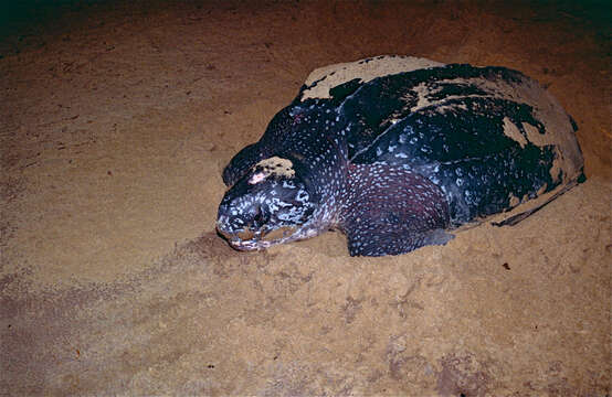 Image of Leatherback sea turtle