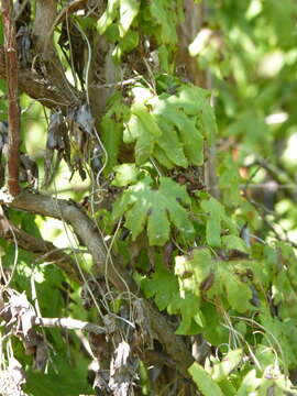 Image of American climbing fern