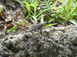 صورة Sceloporus minor cyaneus Treviño-saldaña 1988