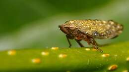 Image of Willow Froghopper