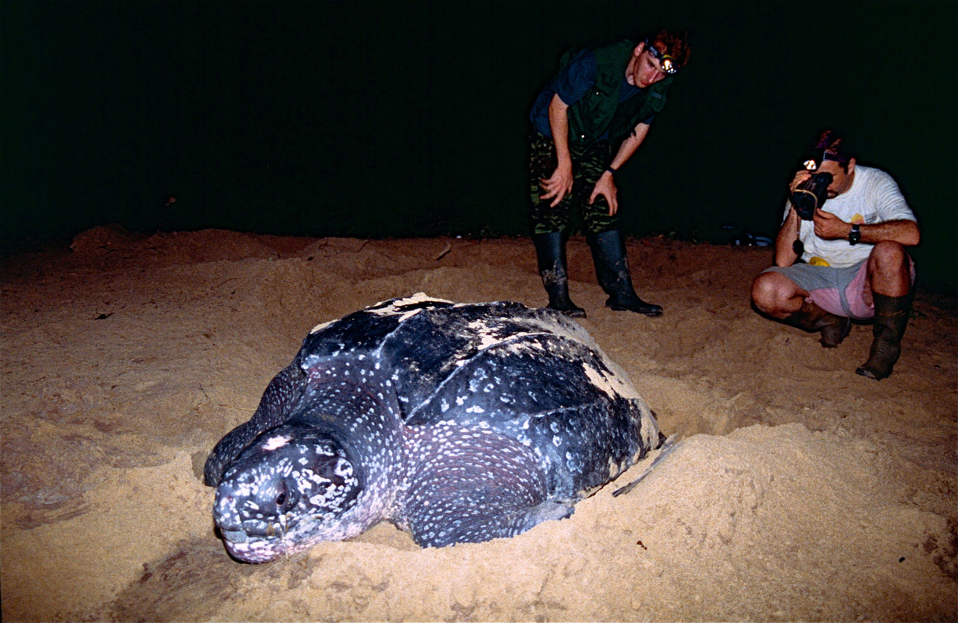 Image of Leatherback sea turtle