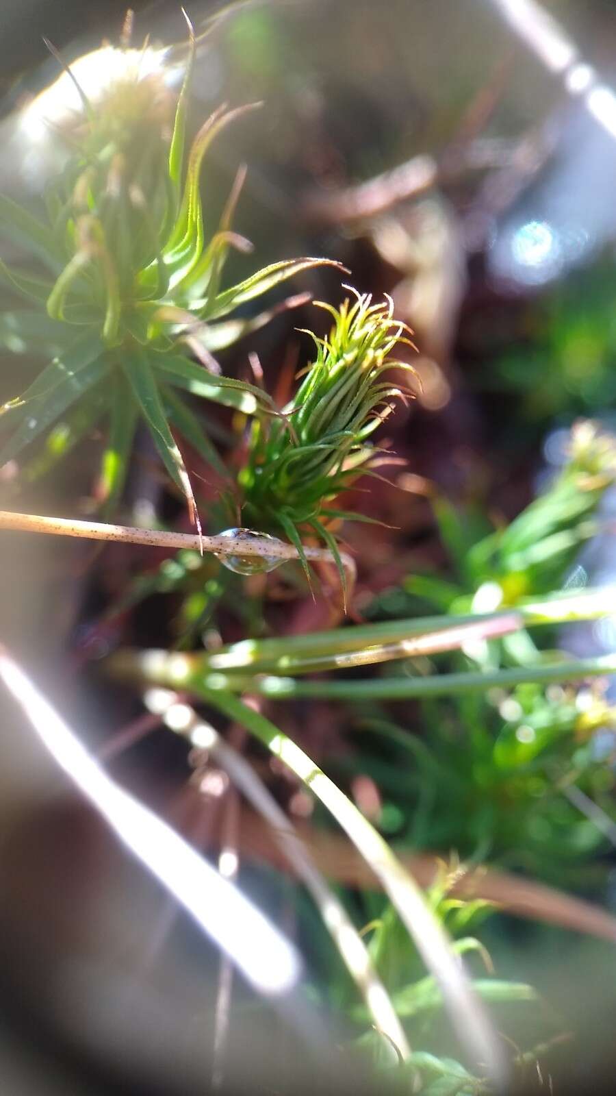 Image of <i>Polytrichum pallidisetum</i>