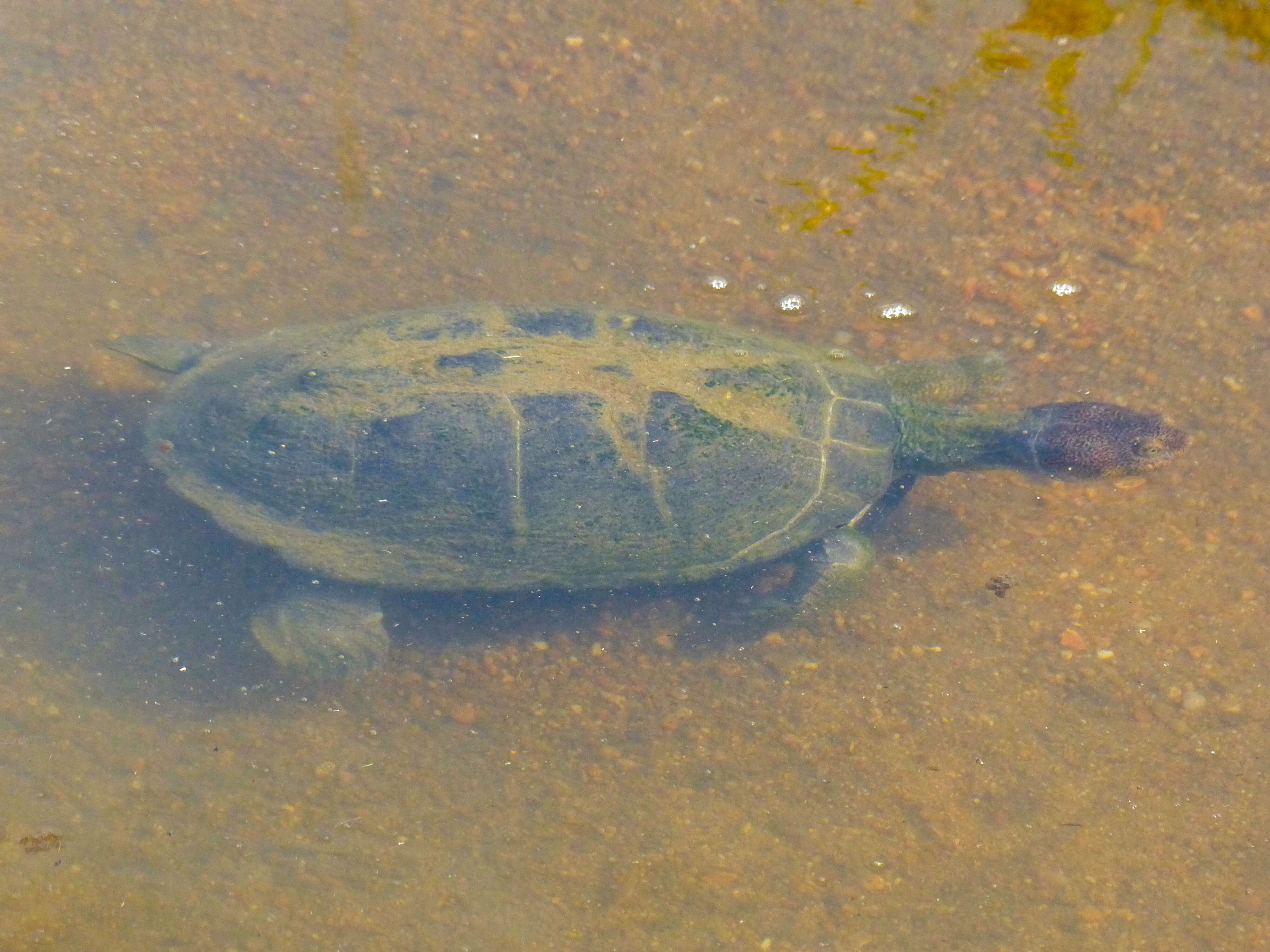 Image of Serrated hinged terrapin