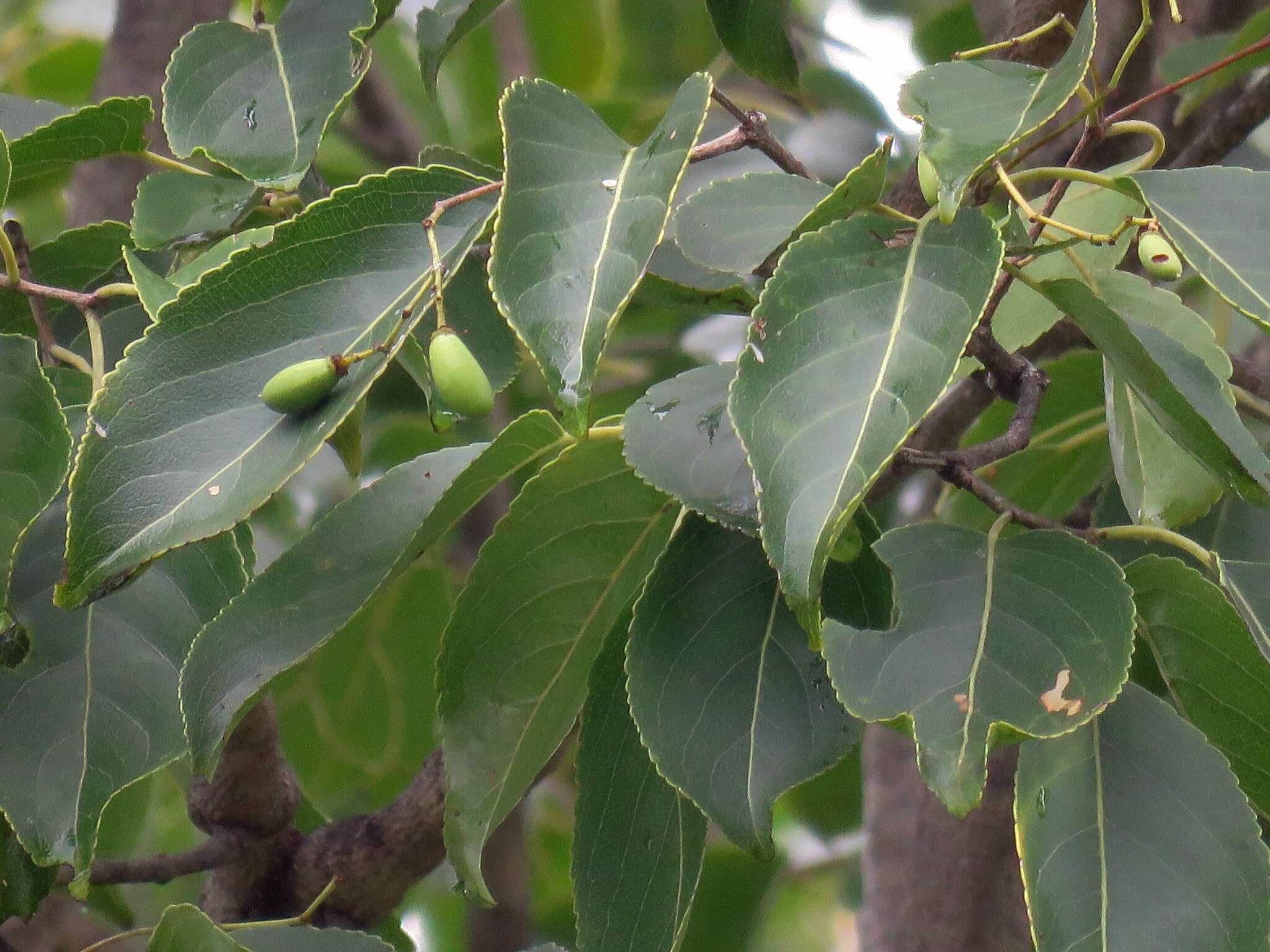Image of Elaeodendron glaucum (Rottb.) Pers.