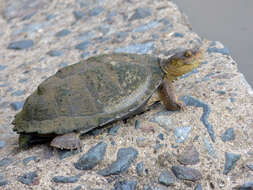 Image of Serrated hinged terrapin