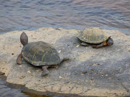 Image of Serrated hinged terrapin